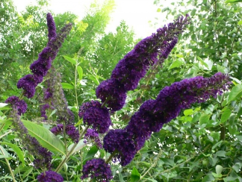 Budleja Dawida (Buddleja davidii) Black Knight